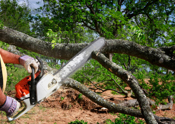 How Our Tree Care Process Works  in Lanham, MD